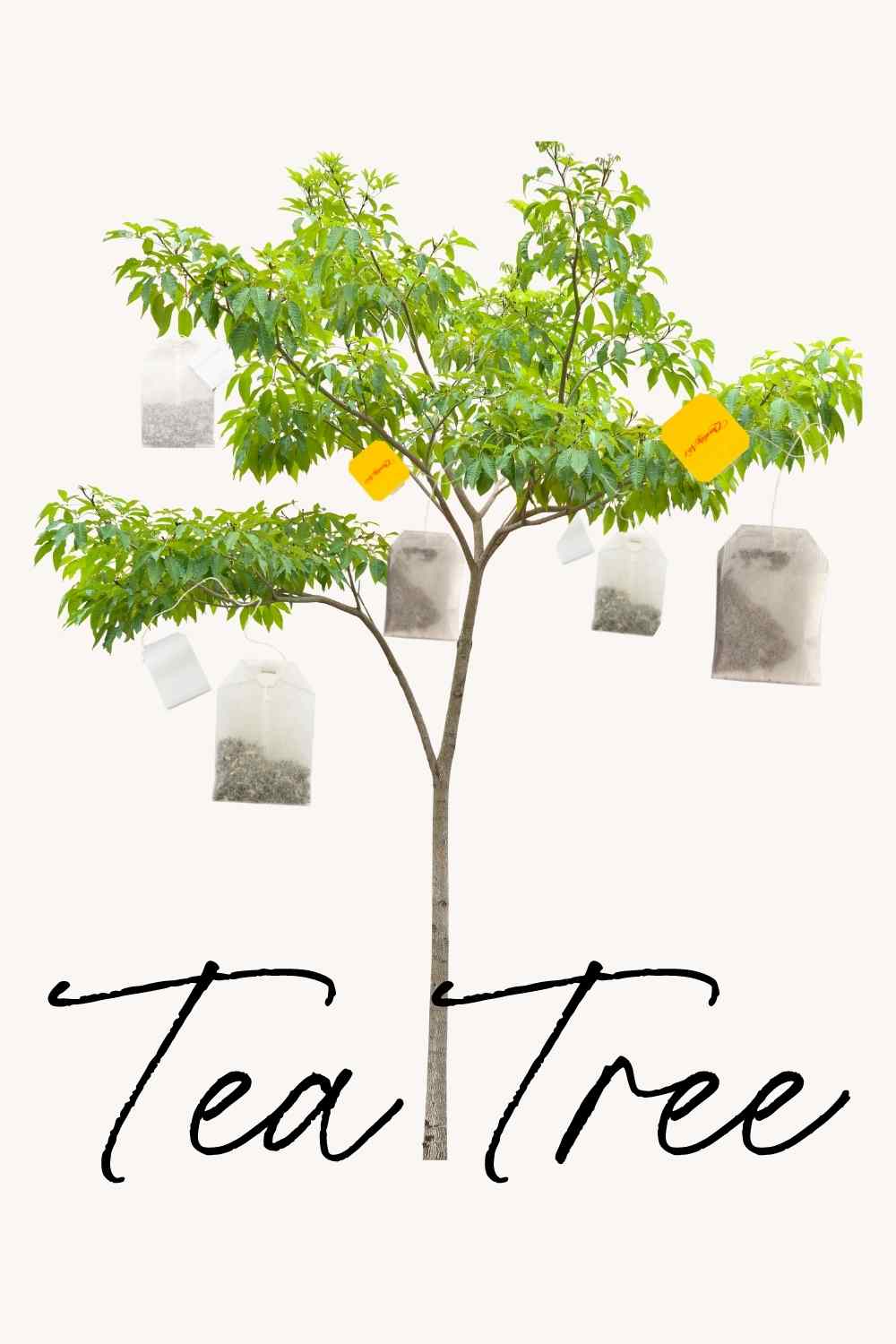 cold sores tea tree oil