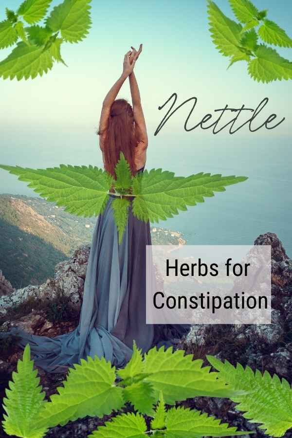 nettle tea constipation