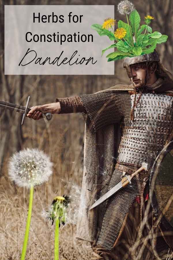 dandelion root constipation