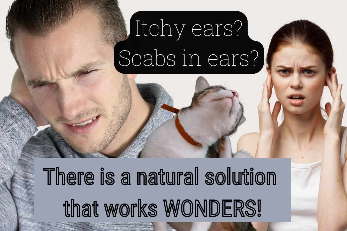 Scabs in Ears? You've Never Tried This!
